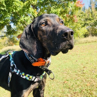 可愛い『わちゃ君』に素敵な家族を見つけたい‼︎‼︎