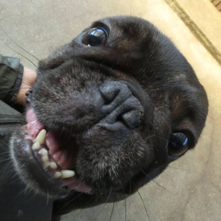 家族の一員として大事に飼ってくださる方