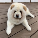 珍しい白いチャウチャウ！ もうすぐ3歳♀
