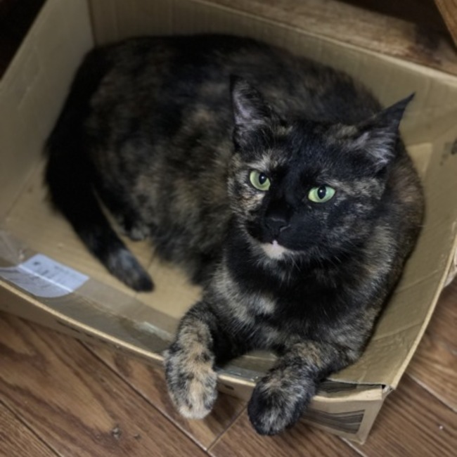 なつぅきのカバー写真