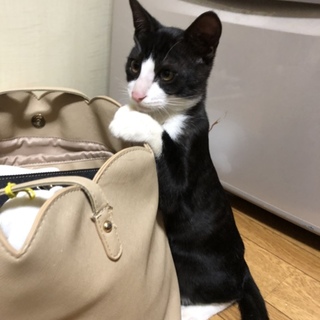 人懐っこくかまってちゃん！