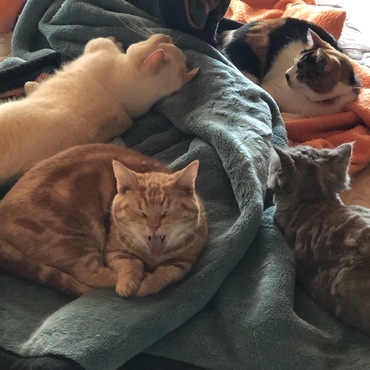 珍しくみんなでお昼寝