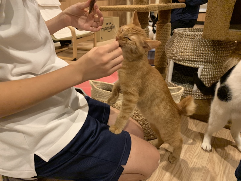 茶トラのかぎしっぽ こう 埼玉県 猫の里親募集 2501 ペットのおうち 月間利用者150万人