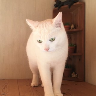 再募集　ウサギのようなまあるいしっぽ　３才の女の子