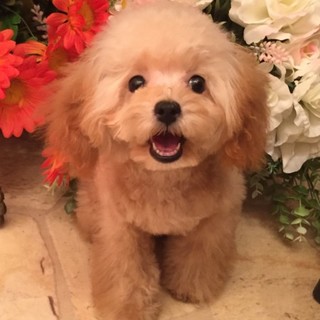 トイプードルの里親様を募集致します