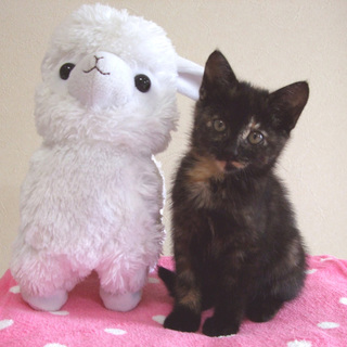 とても美子にゃんのさび猫ちゃんです=^_^=