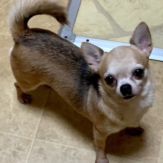 チワワの里親様を募集致します