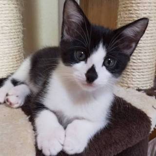 ハチワレ・鼻に可愛いダイヤ模様のスフレちゃん