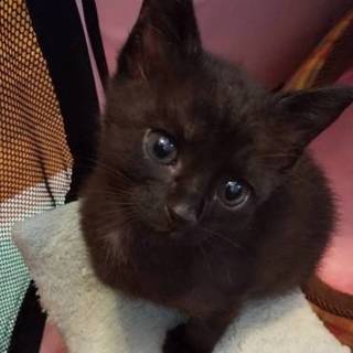 可愛い黒猫の男の子・タルト