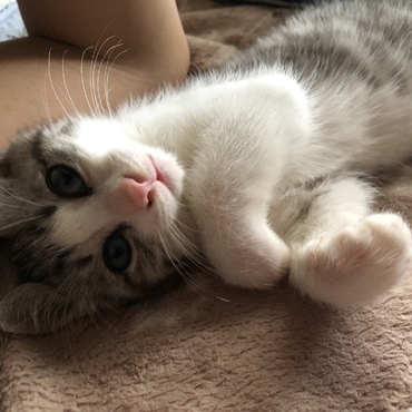 うどんの写真
