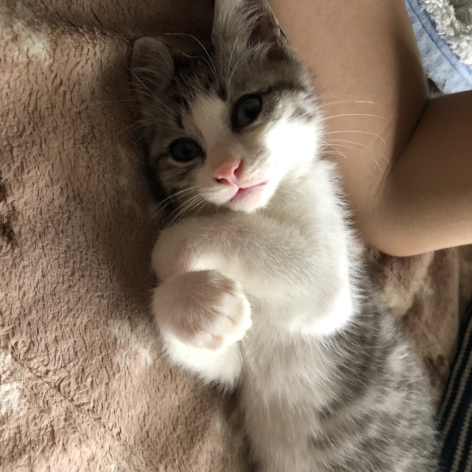 うどんのカバー写真
