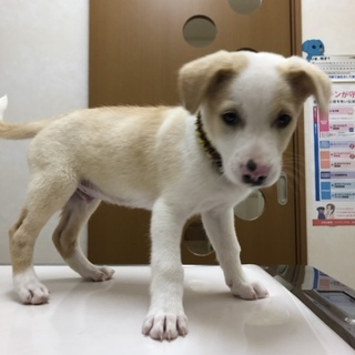宮古島からきましたレモンくん！