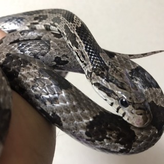 ベタ慣れコーンスネーク アネリスティック