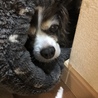 ホイホイに自ら入る