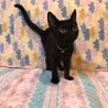 トライアル中黒猫だいずちゃん サムネイル7