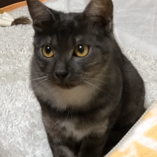 希少な毛色ブラックスモーク