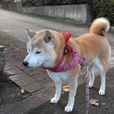 赤いリボンの日♥今回は地味に啓蒙活動…(；´∀｀)