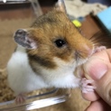 《生後3ヵ月程度》ウィンク顔☆ゴールデンハムスター