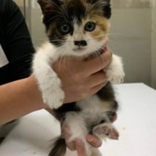 里親様決定しました！