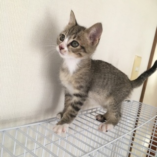 パセリくん♂2ヶ月 キジシロ