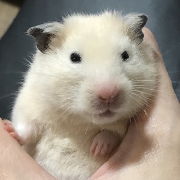 ピノ