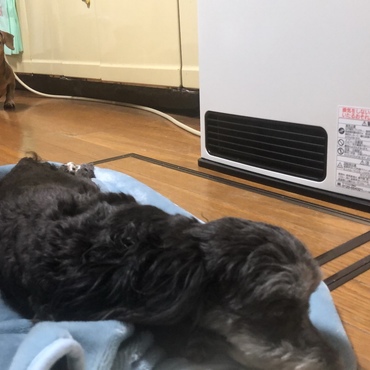 ヒーターをひとりじめ