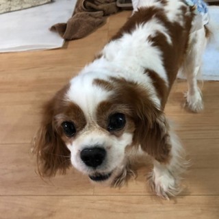 ゆったりマイペースさん♪モネちゃん