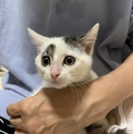 黒い日の丸マークがチャームポイントの子猫です