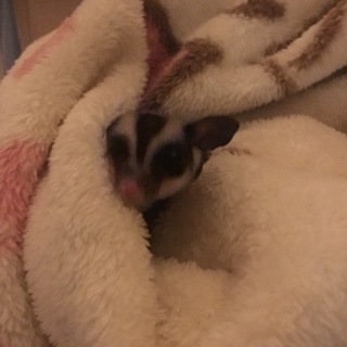 2歳のフクロモモンガです。飼育経験者でお願いします