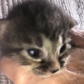 しっぽの長い子猫です