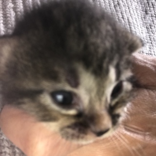 しっぽの長い子猫です