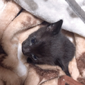 1ヶ月子猫里親さん募集