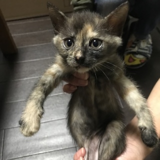 2ヶ月の女の子子猫