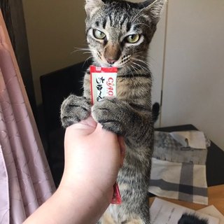 ハンサムなツンデレくん！ムッチ