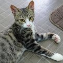 【レオ】やんちゃで甘えん坊！キジ白のくつした猫♪