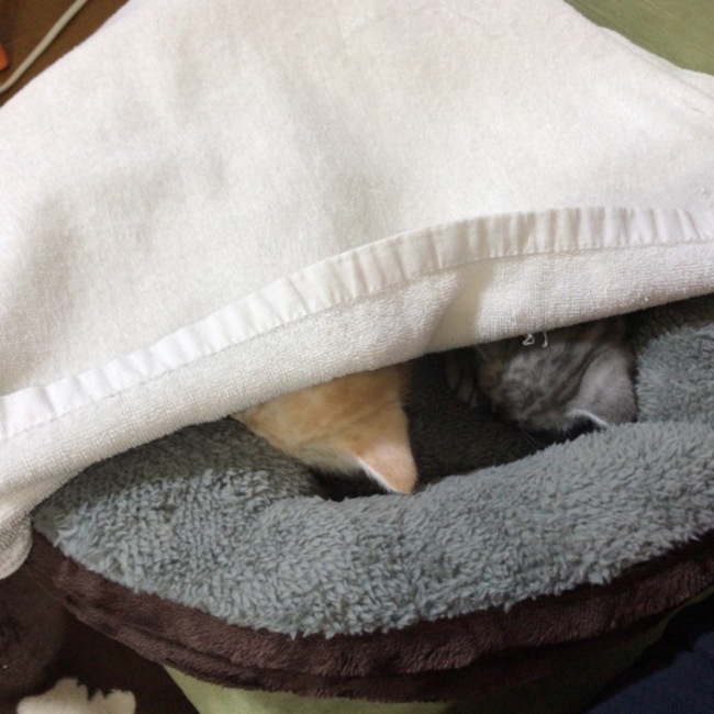そゆひらこかのカバー写真
