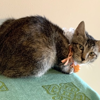 お留守番もバッチリ！穏やかな性格の美人子猫❣️