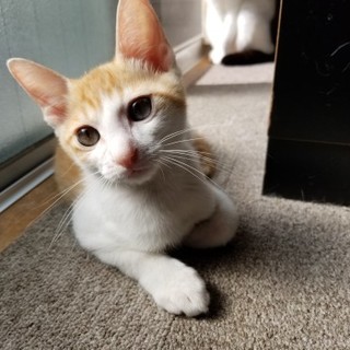 元気な甘えん坊『すだち』