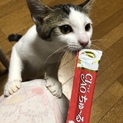 綺麗系キジ白の♀、優しい飼い主さん待っています‼️