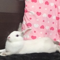 ネザーランドワーフの里親を探しています