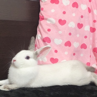 ネザーランドワーフの里親を探しています