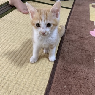 かわいい茶トラちゃん