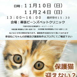 千葉市「 幕張 ねこの譲渡会」動物病院で開催です
