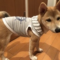 募集一時中断させていただきます。柴犬♀4ヶ月
