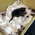 黒猫男の子