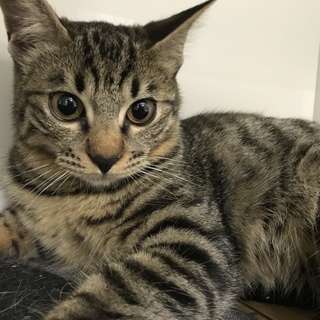 4兄弟＊キジトラ女子  千景