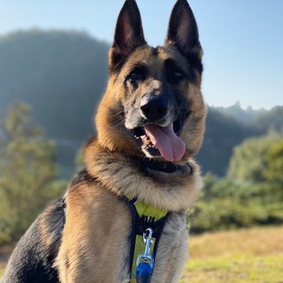 イケメンな俺シェパードの「金時」