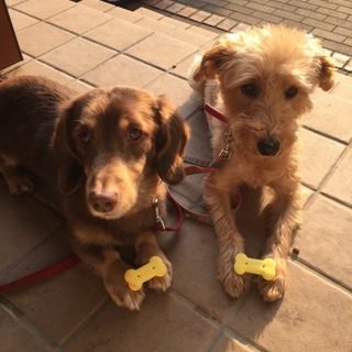 愛情を注いで頂ける方