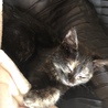甘えんぼう