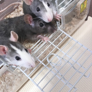 ファンシーラット 女の子